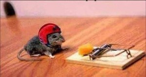 risk taker mouse